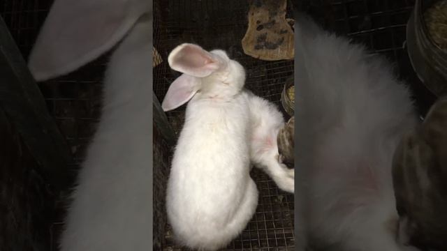Случка кроликов! Как это происходит! смотреть онлайн