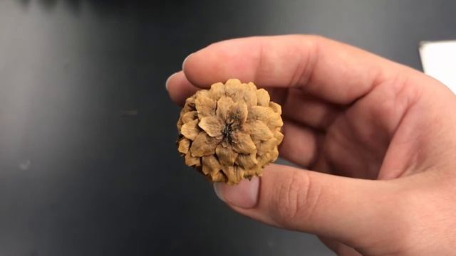 Picea engelmannii (Engelmann spruce) смотреть онлайн