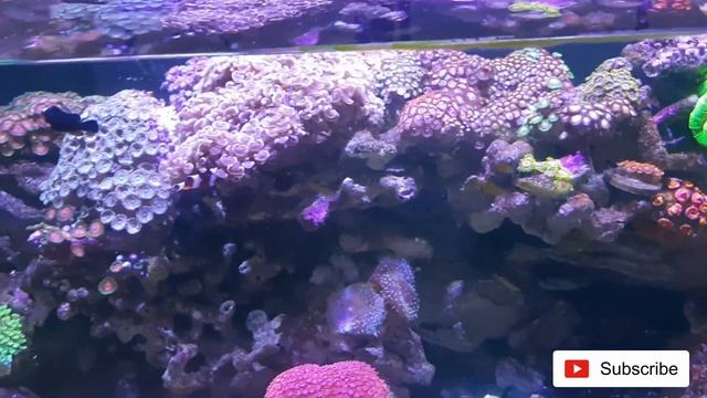 AQUARIUM LAUT MEGATANK LUMAJANG, CORALNYA SEHAT BANGET! смотреть онлайн