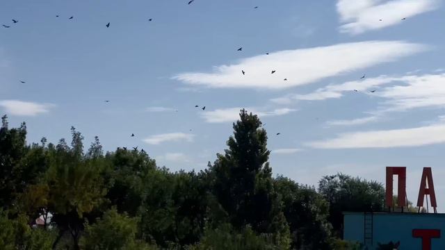 Три ЛЬВИНЫХ БОГАТЫРЯ пришли на завтрак! смотреть онлайн