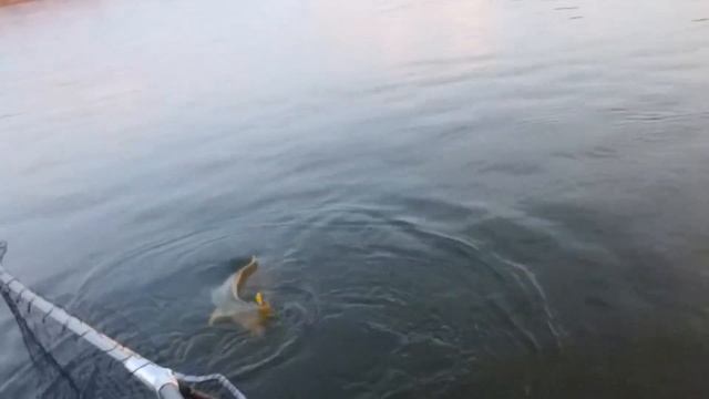 Поймал 15 килограммового Сазана за Хвост • Рыбалка на сазана с лодки. Ловля сазана на реке Ахтуба смотреть онлайн