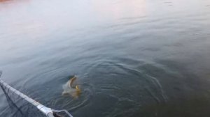 Поймал 15 килограммового Сазана за Хвост •  Рыбалка на сазана с лодки. Ловля сазана на реке Ахтуба