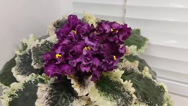 Фиалка ВаТ-Малефисента смотреть онлайн