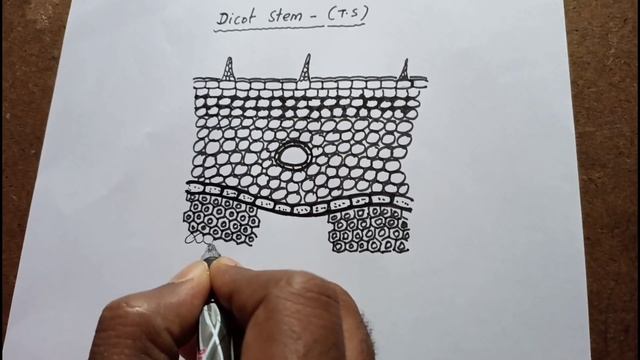 How to draw DICOT STEM T.S (sector) very easily....in successive steps смотреть онлайн