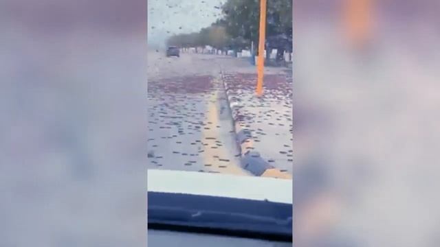 Locust plague: Swarms of locusts invade Bahrain смотреть онлайн