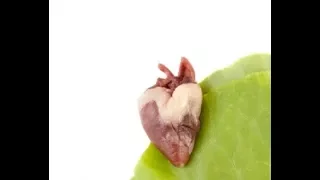 Как варить куриные сердечки. Сколько варить куриные сердечки.Как варить куриные сердечки для салата.