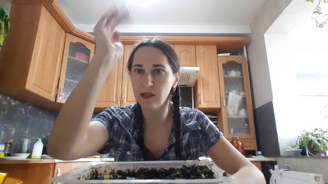 Что делать со слабой рассадой петунии? Исправляем ошибки, пока не поздно! смотреть онлайн