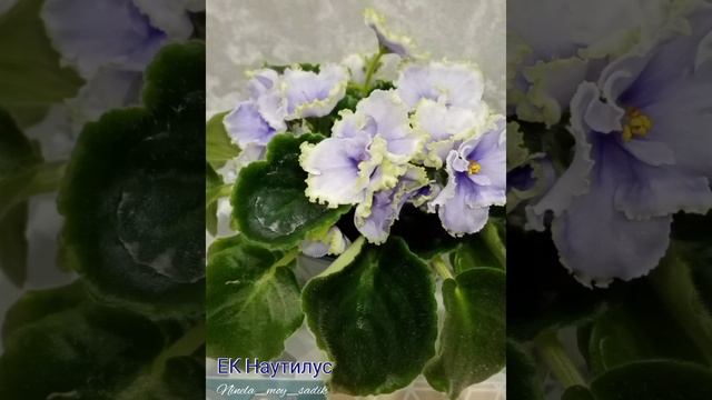 Сенполия ЕК-Наутилус. Селекционер Коршунова Е смотреть онлайн