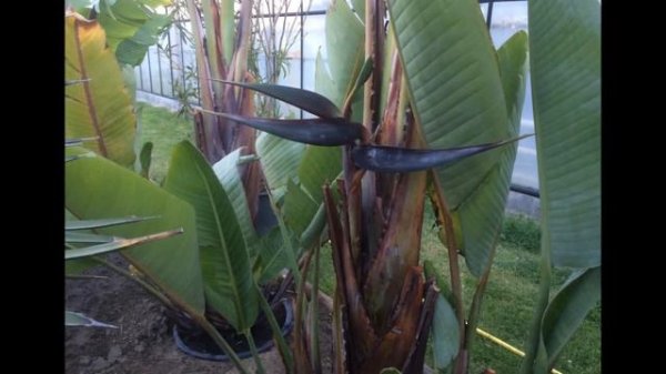 Strelitzia Alba Flower The Evolution From The Beginning