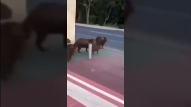 капибары. и дорога #капибары смотреть онлайн