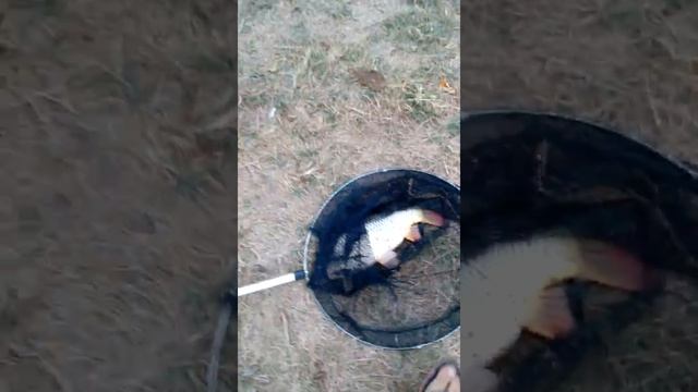 Река Кума Минераловодский район. смотреть онлайн