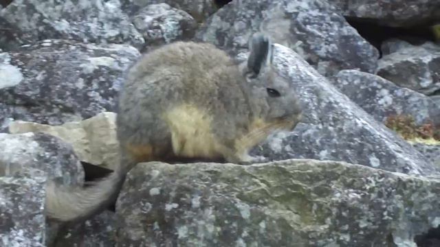 Machu Picchu Viscacha смотреть онлайн