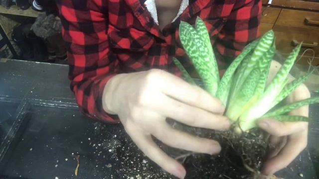 Partridge Breasted Aloe Repotting And Pup Removal смотреть онлайн