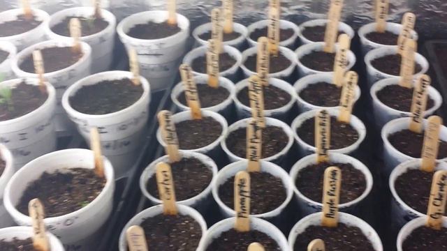 Growing Tomatoes from Seed - Weekly Update - 2/7/16 - Ep. 8 смотреть онлайн