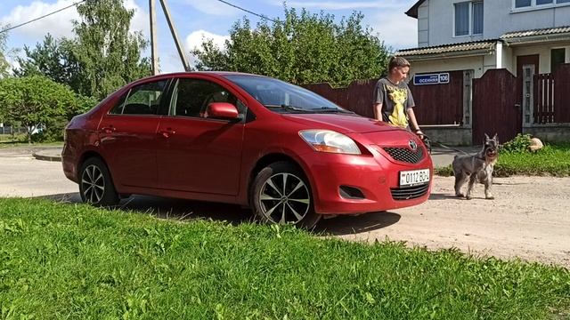 Миттельшнауцер. Занятие второе. смотреть онлайн