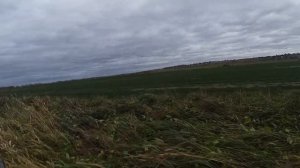 Супер охота на гуся в общедоступных охот угодьях Ленинградской области!