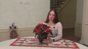 №26. Пуансеттия (Рождественская звезда). Уход в домашних условиях.