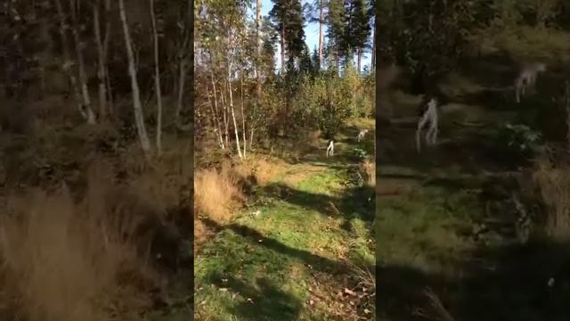 Экспресс-практика «Я есть». Медитация 1. На ходу смотреть онлайн