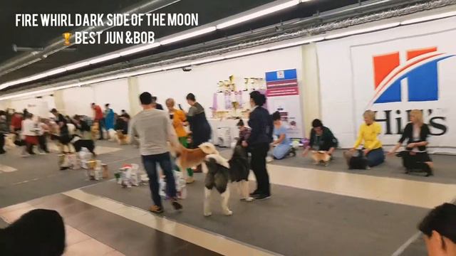 Akita inu ~DIESEL~ Fire Whirl Dark Side of the Moon - JBOB/ BOB смотреть онлайн