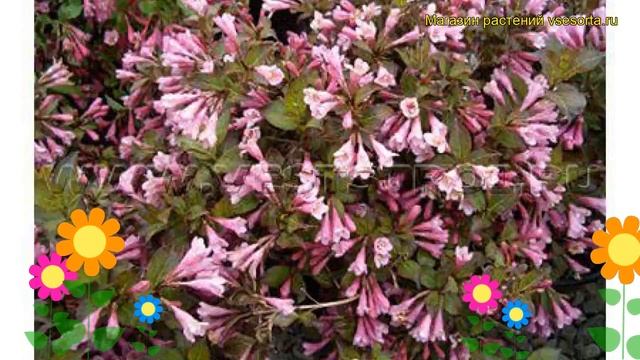 Вейгела цветущая Минуэт. Краткий обзор, описание характеристик weigela florida Minuet смотреть онлайн