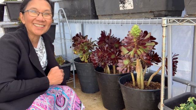 #gardening Small Greenhouse tour Pinay Countrylife смотреть онлайн