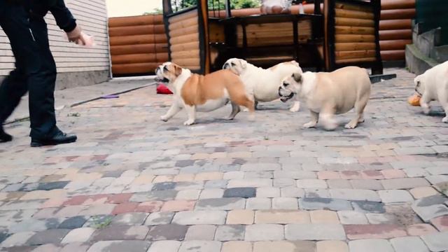 Английские бульдожки играют футбол/ English bulldog play football смотреть онлайн