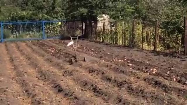 Инновационный способ уборки картофеля. Урожай 2015 смотреть онлайн