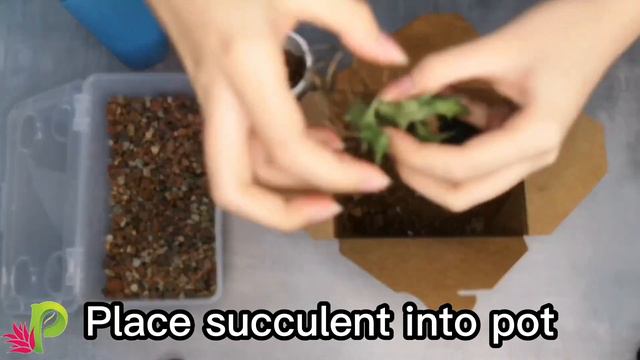 Transplant Succulent with Rainbow Potting Mix смотреть онлайн