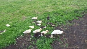 Когда выпускать утят пастись на зеленую траву.Мускусные утки