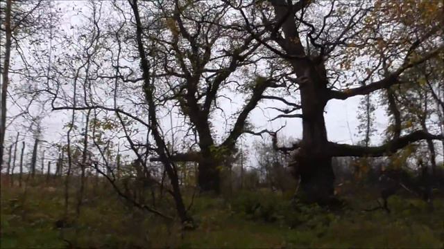 OLDEST OAK tree in IRELAND Belvoir Forest Belfast смотреть онлайн