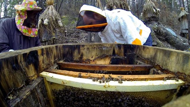 ДОМАШНИЙ МЁД В ГИГАНТСКИХ СОТАХ ДИКИХ ПЧЁЛ смотреть онлайн