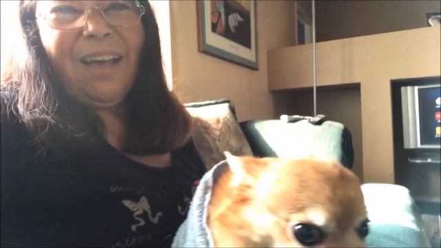 Chihuahua Jack Does Not Like Taking His Medicine смотреть онлайн