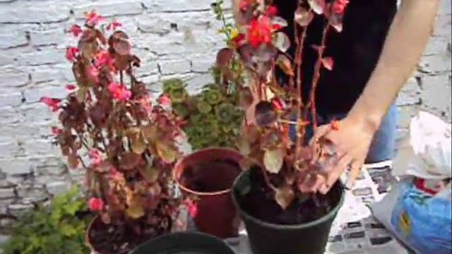 Cómo recuperar una planta envejecida? (Rejuvenecé tu planta!) смотреть онлайн