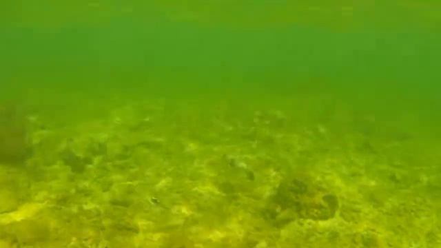 Snorkeling. Moray. Coral Reef. Hikkaduwa. Sri Lanka.