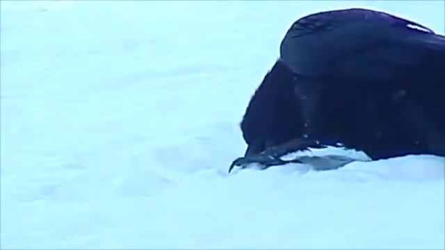 The Raven and The Crow Like To Play In The Snow