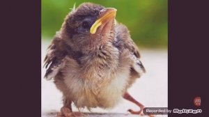 ВОРОБЕЙ ? автор Евгений Чарушин ?