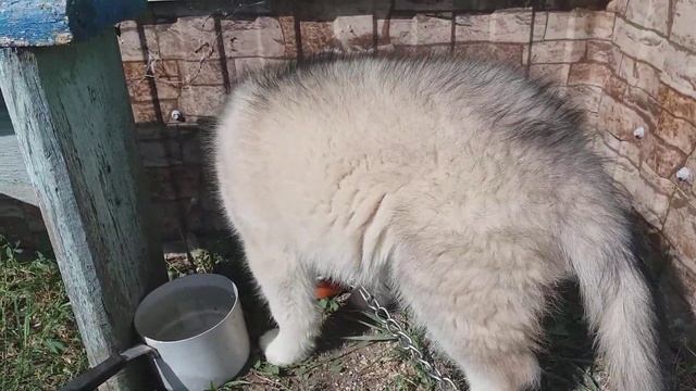 Пес Бакс смотреть онлайн