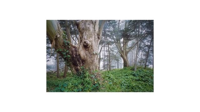 35MM FILM Photography in the Foggy Woods смотреть онлайн