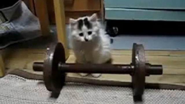 Кошка решила подкачаться смотреть онлайн