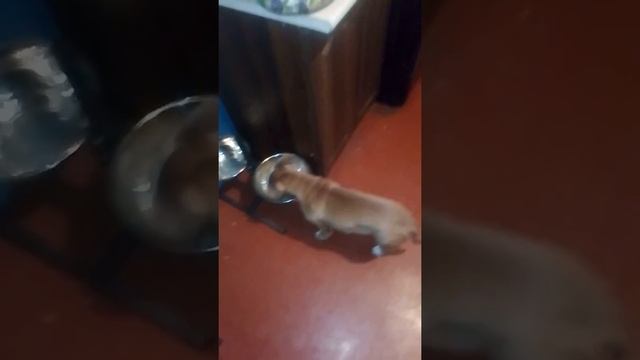 Стаффорд щенок умеет щитать смотреть онлайн