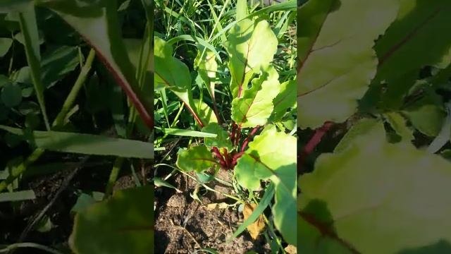 Этот росток свеклы хорошо разросся Двадцать Первого Июня