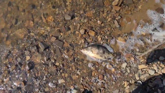 КУЧИ ДОХЛОЙ РЫБЫ НА РЕКЕ АМУР! МАЙ 2023! смотреть онлайн