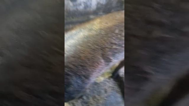 Дюрок чисто породный возраст один год!! номер для заказа поросят 89044461524 ? смотреть онлайн