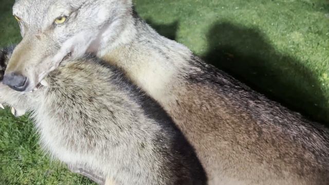 Забрал Свой Трофей. Чучело Волка