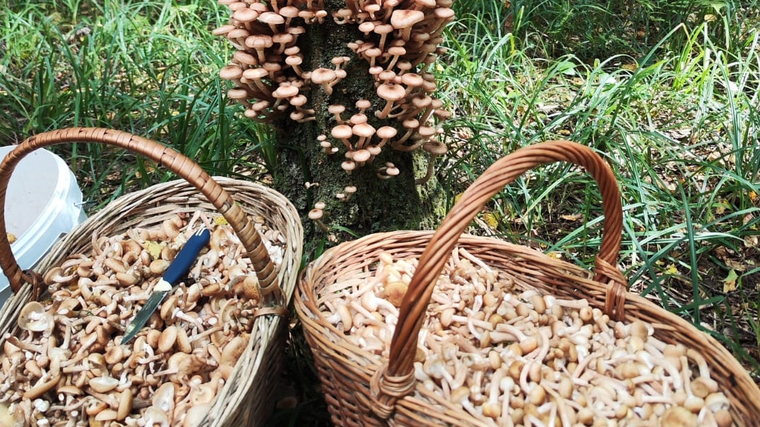 Столько опят как в этом году я не видел ни когда смотреть онлайн