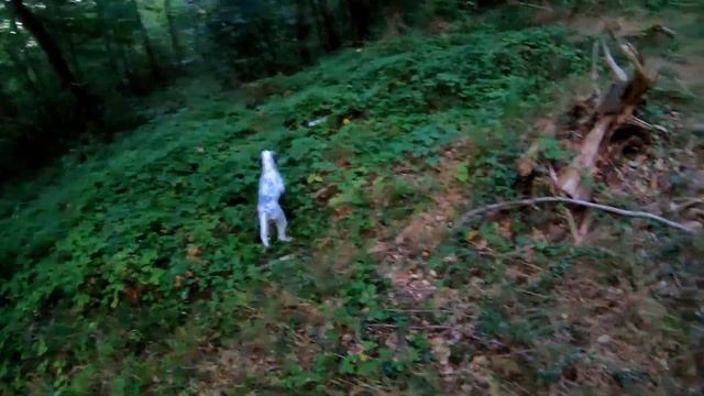 oldia setter anglais perdrix au bois avec rapport magnifique смотреть онлайн