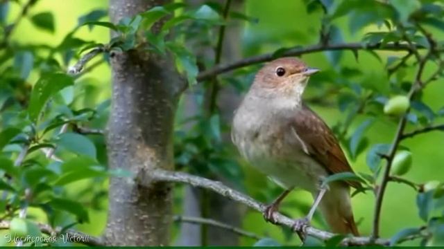 А вы слышали как поёт соловей? Вы только послушайте эти чарующие звуки. Магия утра. Чудесное утро. смотреть онлайн