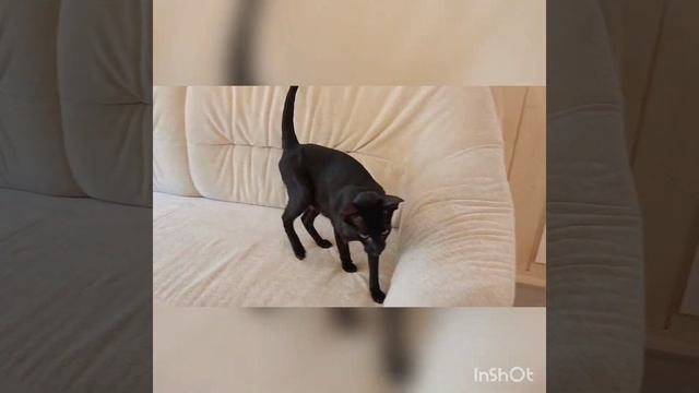 Ориентальная кошка Багира 2021 смотреть онлайн