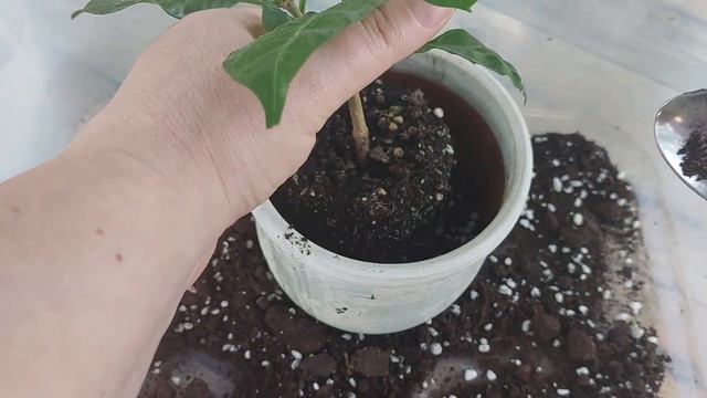 Табернемонтана- та, что любит покислее! смотреть онлайн