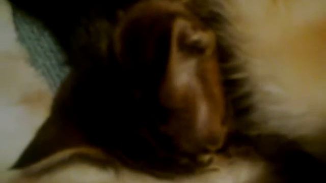 cat feeding kittens (кот кормит котёнка) смотреть онлайн